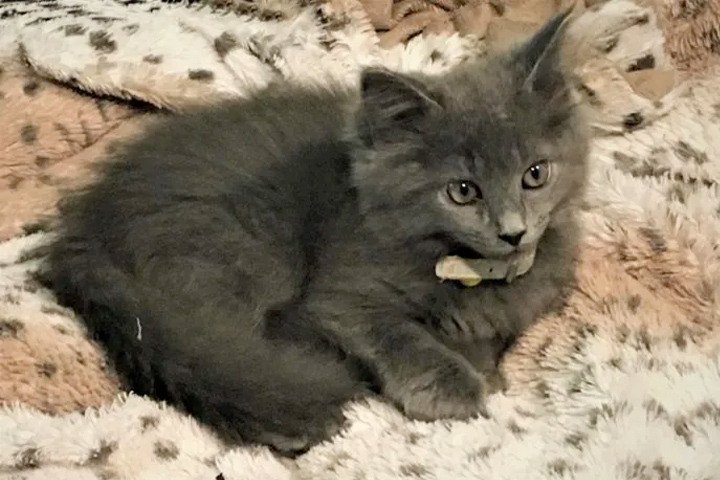 Fluffy gray kitten on a spotted fake fur blanket