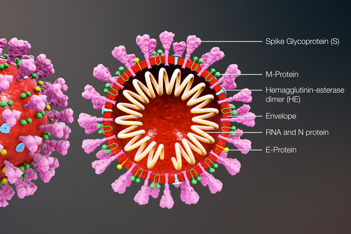 3-d image of the coronavirus