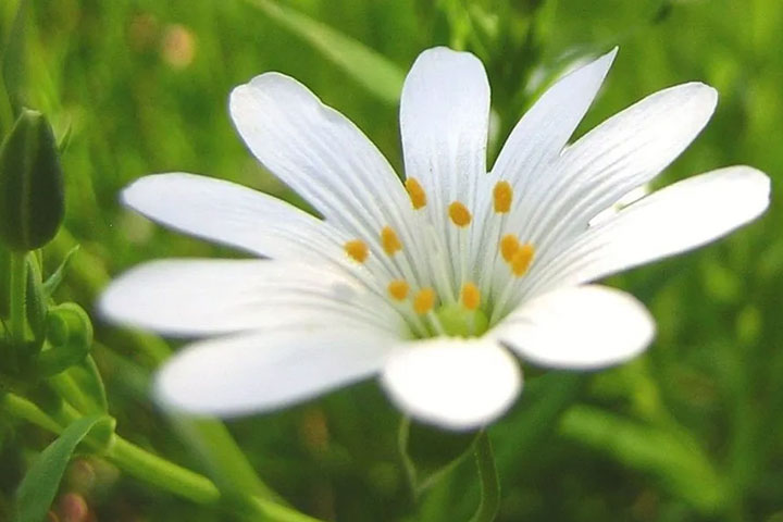 Close up photo of a white flower against a green background