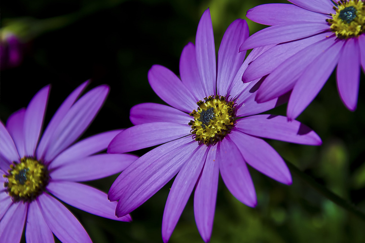 Close up of three purple flowers with yellow centers