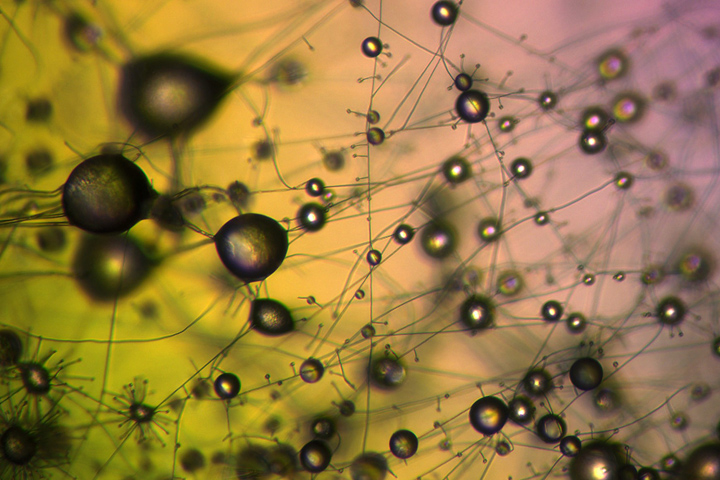 water droplets and threads of mold against a green-yellow-pink background