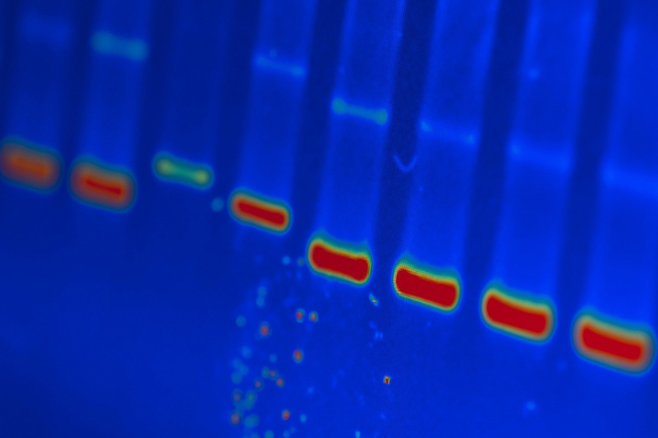 DNA scan of rainbow colors on a royal blue background