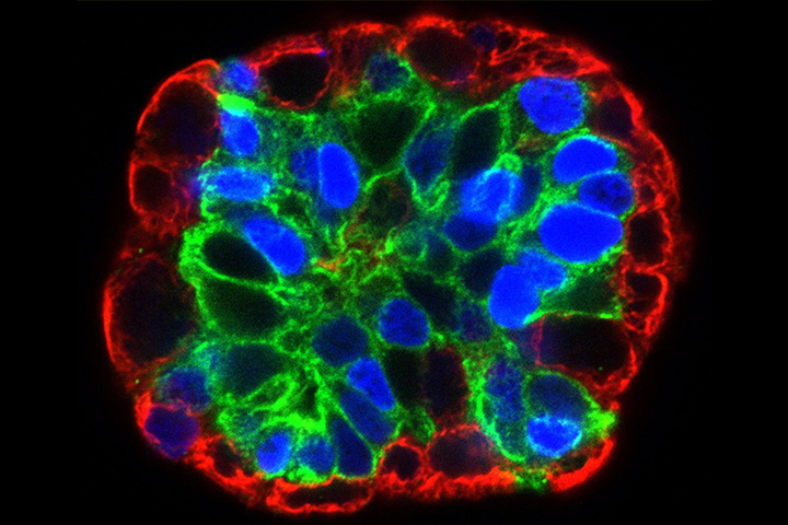 Microscope photo of an organoid with the outer layer of open cells in red, with solid blue cells and green open cells on a black background