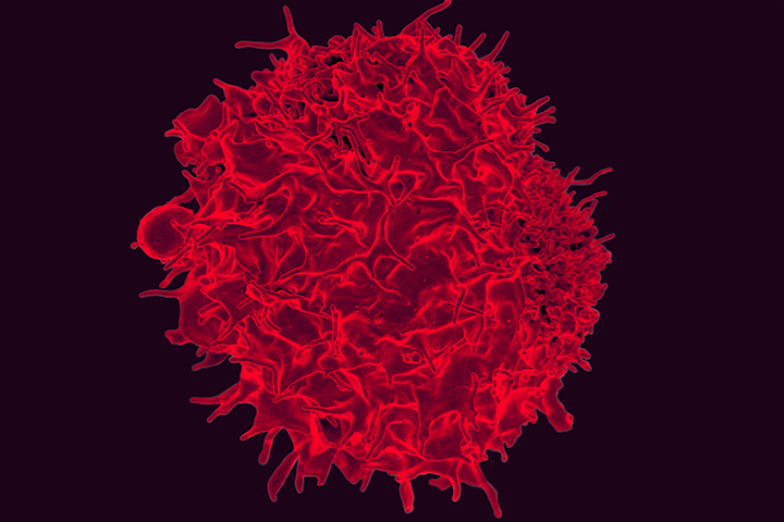 T lymphocyte in red on dark background