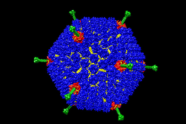 Blue adenovirus at atomic resolution