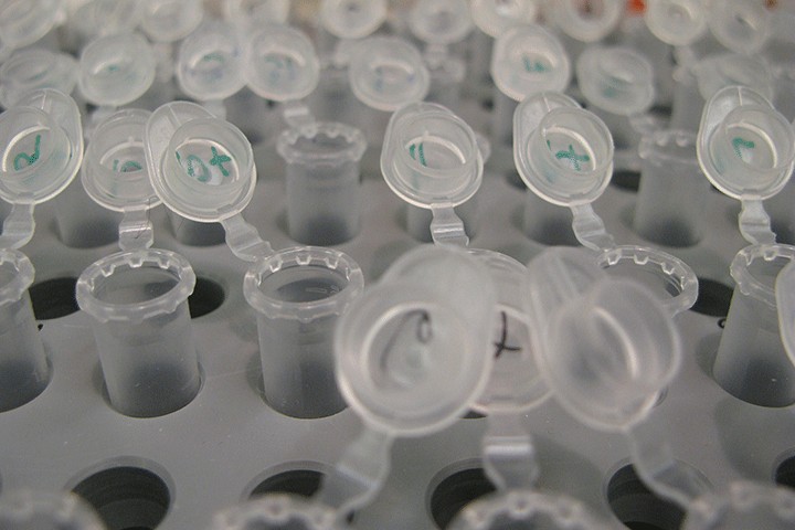 Open clear plastic lab vials